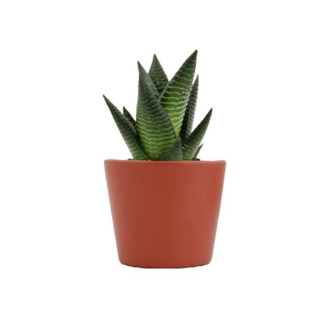 Mini plante personnalisable en pot Limifolia 
