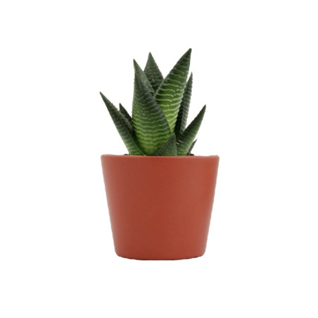 Mini plante personnalisable en pot Limifolia 