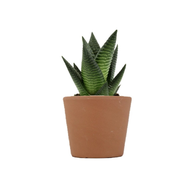 Mini plante personnalisable en pot Limifolia 