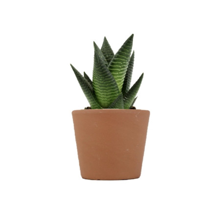 Mini plante personnalisable en pot Limifolia 