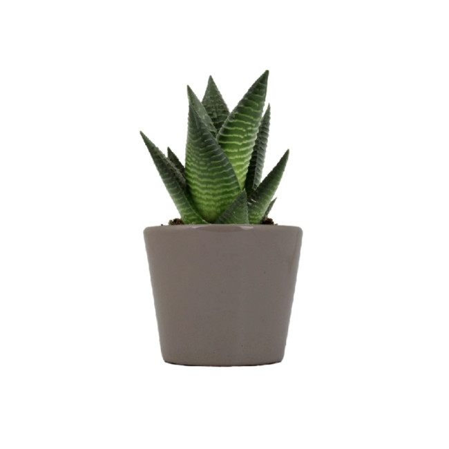 Mini plante personnalisable en pot Limifolia 
