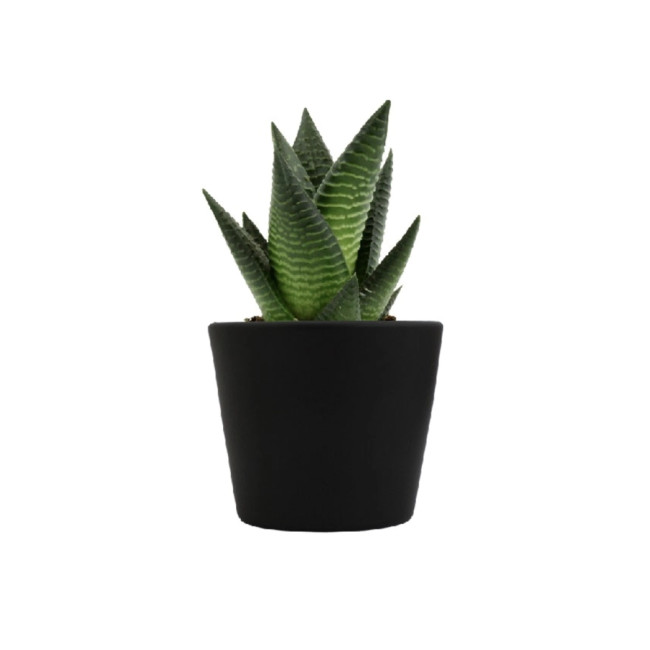 Mini plante personnalisable en pot Limifolia 