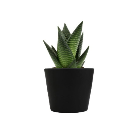 Mini plante personnalisable en pot Limifolia 