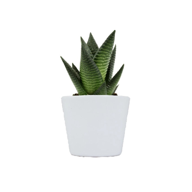 Mini plante personnalisable en pot Limifolia 