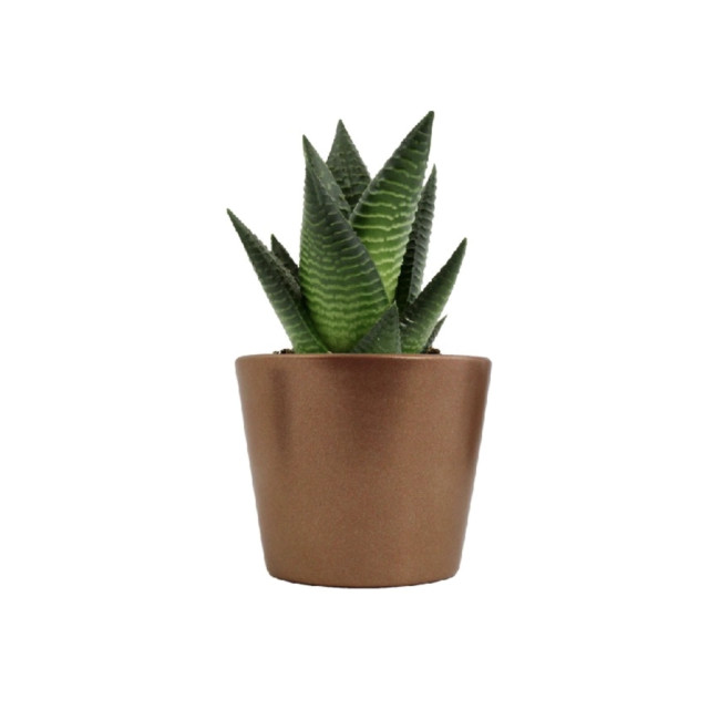 Mini plante personnalisable en pot Limifolia 