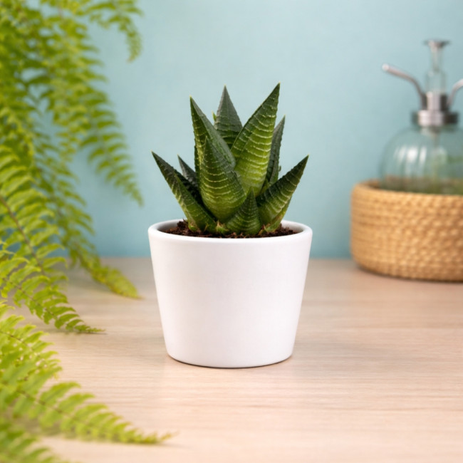 Mini plante personnalisable en pot Limifolia 