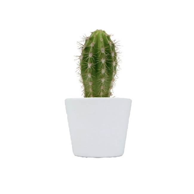 Mini plante personnalisée en pot Cactus 