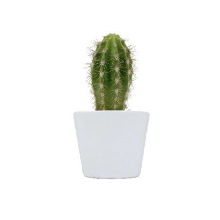 Mini plante personnalisée en pot Cactus 