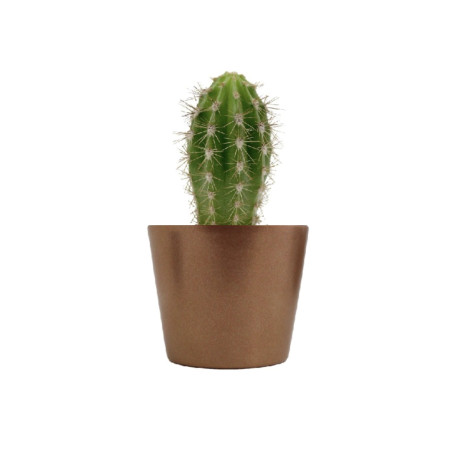 Mini plante personnalisée en pot Cactus 