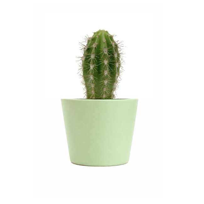 Mini plante personnalisée en pot Cactus 