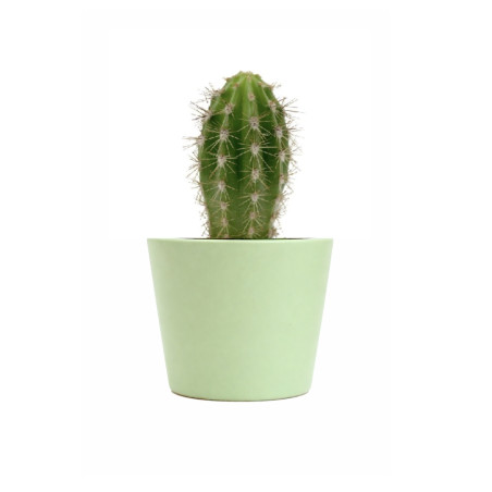 Mini plante personnalisée en pot Cactus 