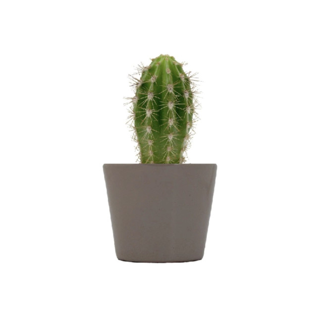 Mini plante personnalisée en pot Cactus 