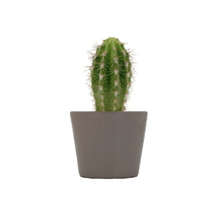 Mini plante personnalisée en pot Cactus 