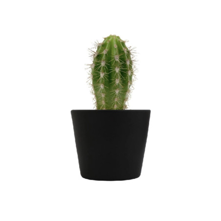 Mini plante personnalisée en pot Cactus 