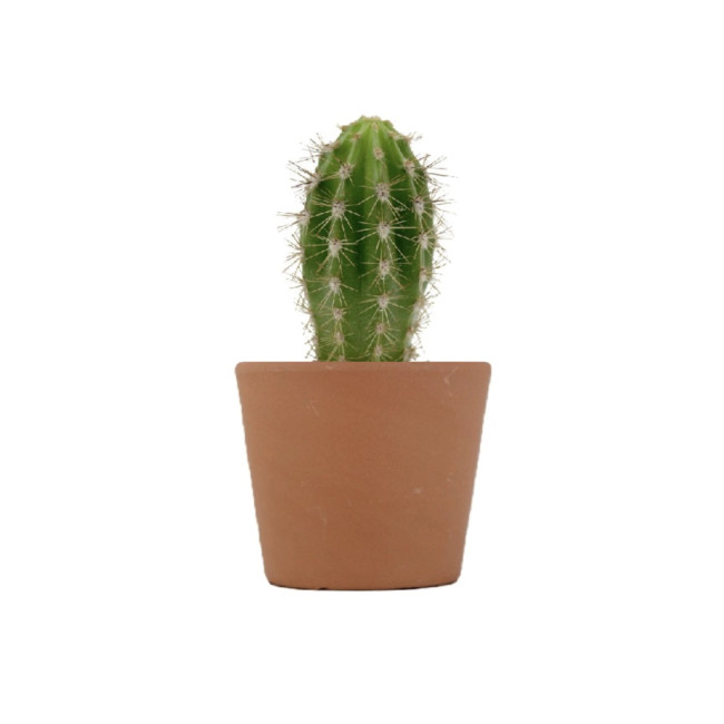 Mini plante personnalisée en pot Cactus 
