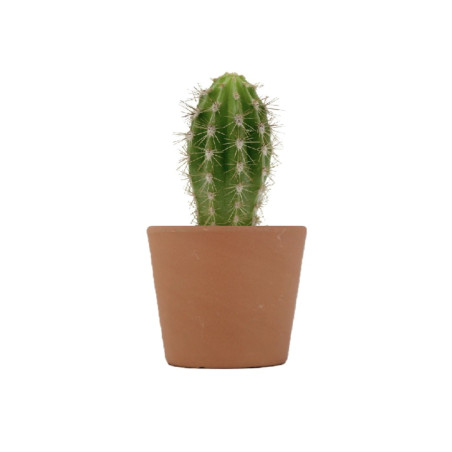 Mini plante personnalisée en pot Cactus 
