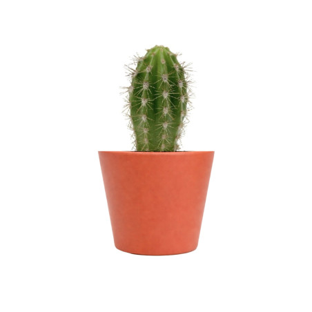 Mini plante personnalisée en pot Cactus 