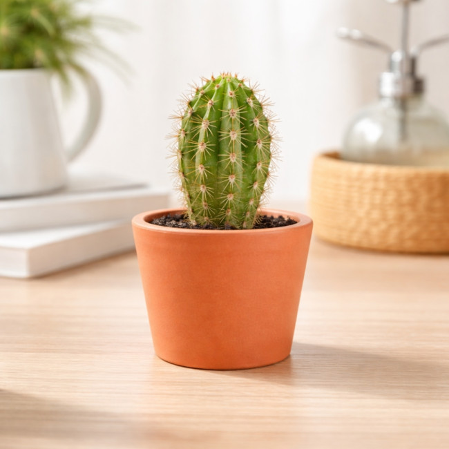 Mini plante personnalisée en pot Cactus 