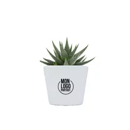 Mini plante publicitaire en...