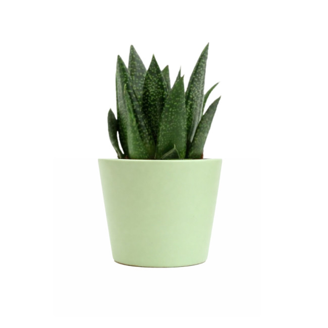 Mini plante personnalisée en pot Gasteria D Due 
