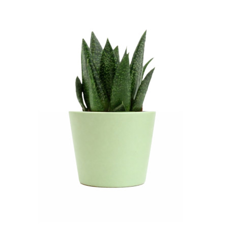 Mini plante personnalisée en pot Gasteria D Due 