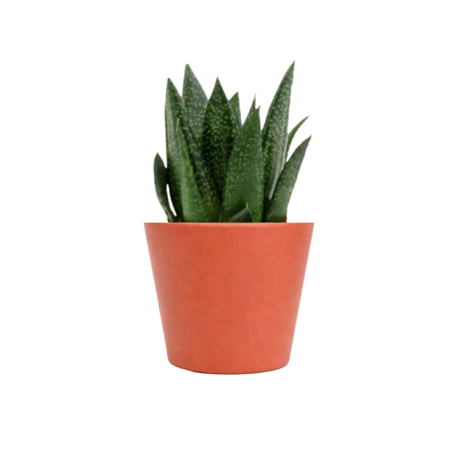 Mini plante personnalisée en pot Gasteria D Due 