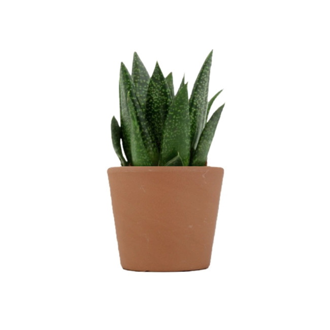 Mini plante personnalisée en pot Gasteria D Due 