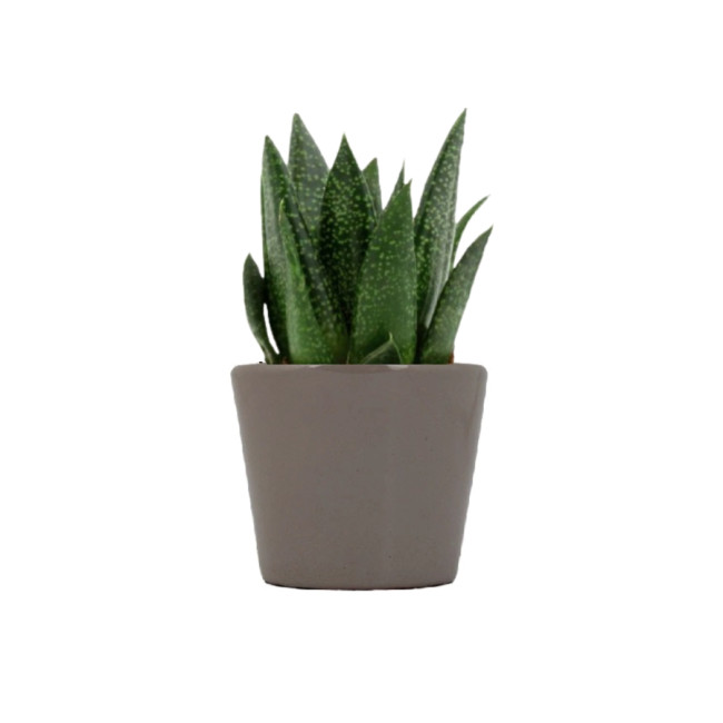 Mini plante personnalisée en pot Gasteria D Due 
