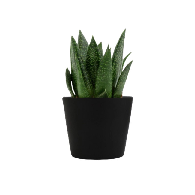 Mini plante personnalisée en pot Gasteria D Due 