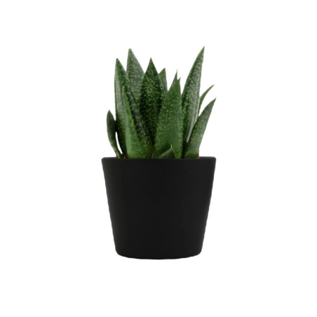 Mini plante personnalisée en pot Gasteria D Due 
