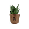 Mini plante personnalisée en pot Gasteria D Due 
