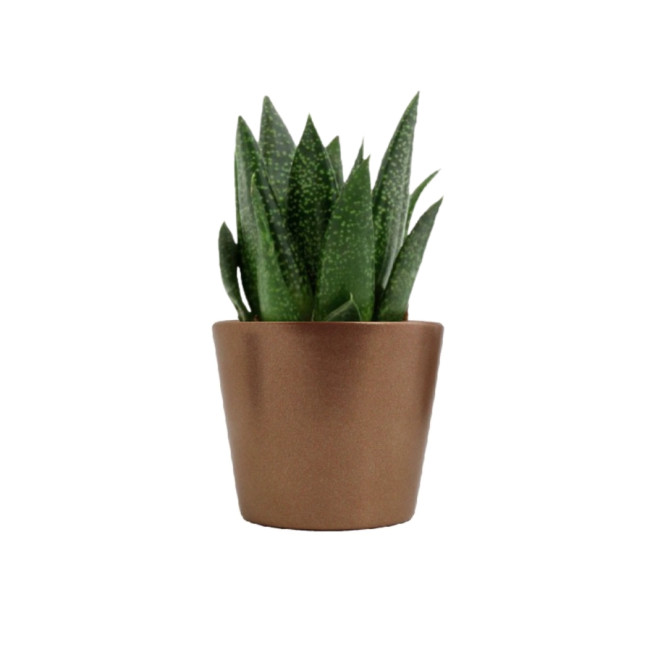 Mini plante personnalisée en pot Gasteria D Due 
