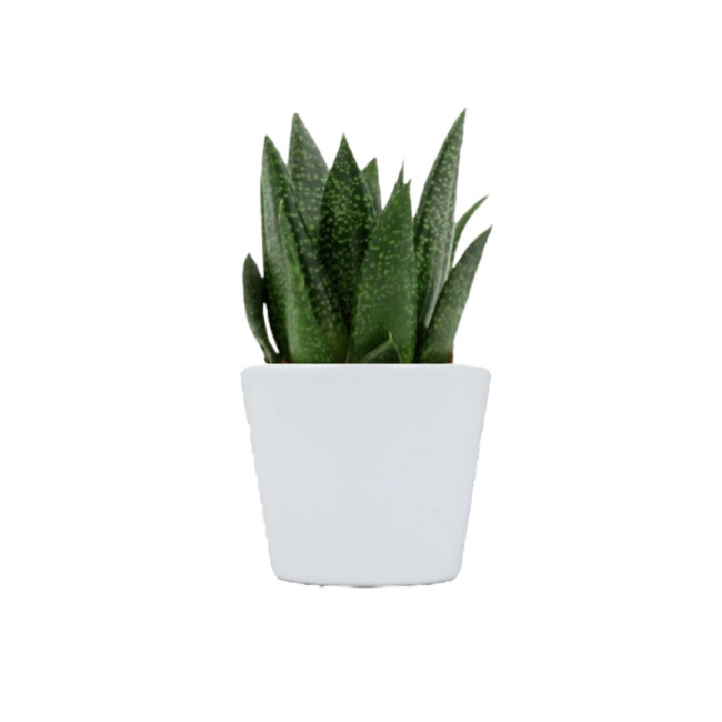 Mini plante personnalisée en pot Gasteria D Due 