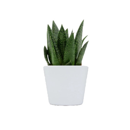 Mini plante personnalisée en pot Gasteria D Due 