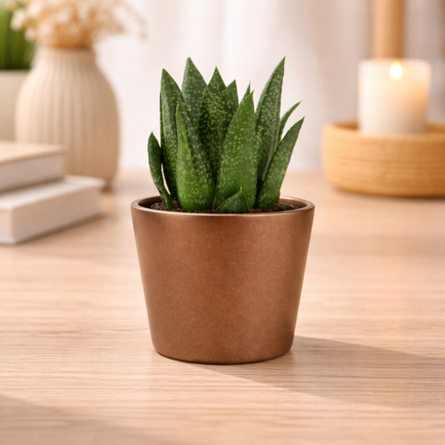 Mini plante personnalisée en pot Gasteria D Due 