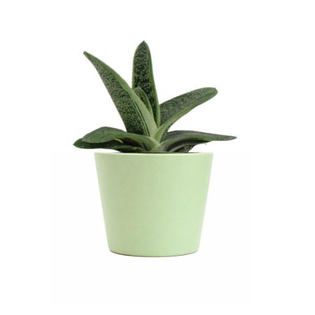 Mini plante personnalisable en pot Gasteria Dragon Skin 