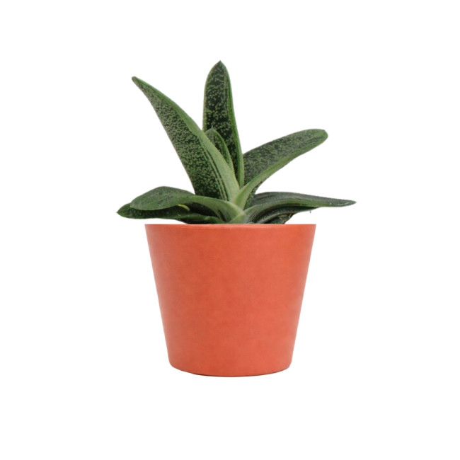 Mini plante personnalisable en pot Gasteria Dragon Skin 