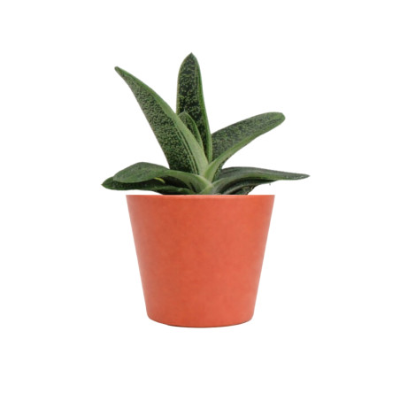 Mini plante personnalisable en pot Gasteria Dragon Skin 