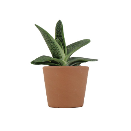 Mini plante personnalisable en pot Gasteria Dragon Skin 