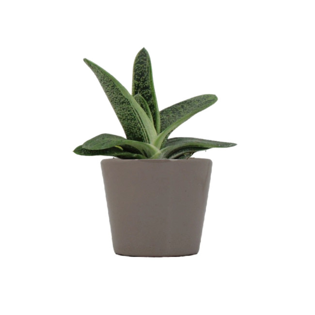 Mini plante personnalisable en pot Gasteria Dragon Skin 