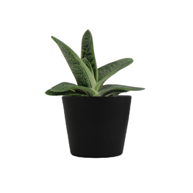 Mini plante personnalisable en pot Gasteria Dragon Skin 