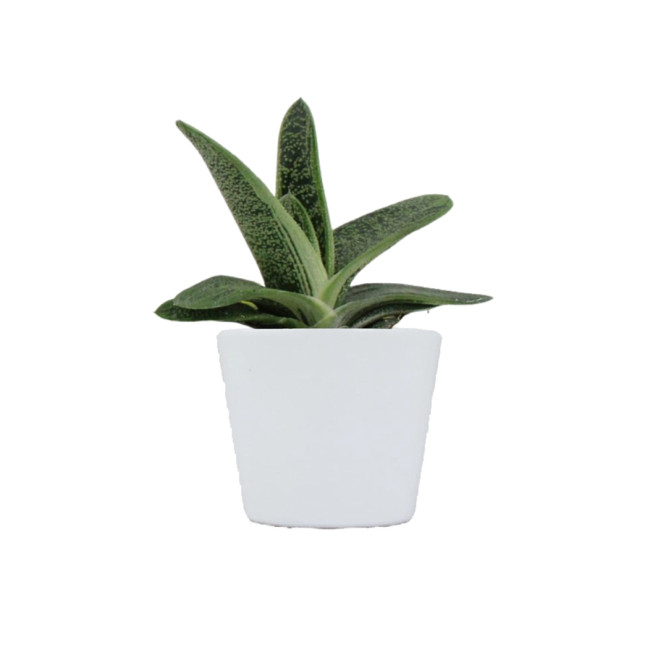 Mini plante personnalisable en pot Gasteria Dragon Skin 