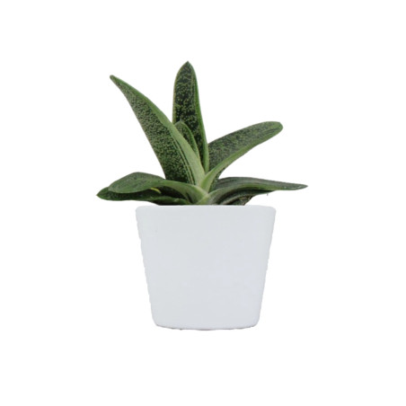 Mini plante personnalisable en pot Gasteria Dragon Skin 