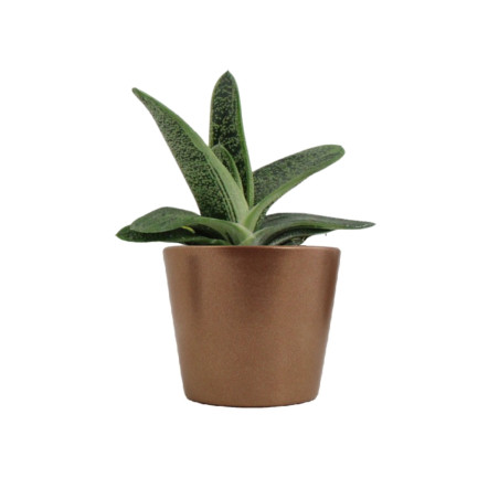 Mini plante personnalisable en pot Gasteria Dragon Skin 