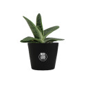 Mini plante personnalisable en pot Gasteria Dragon Skin 