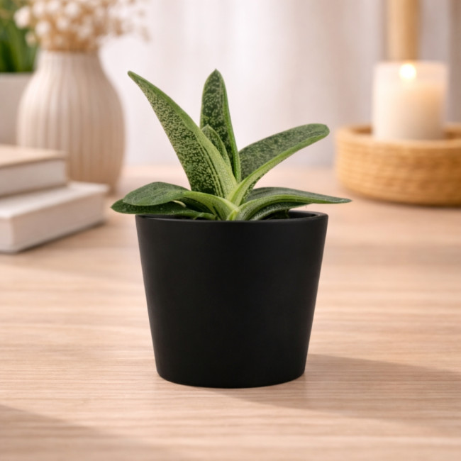 Mini plante personnalisable en pot Gasteria Dragon Skin 