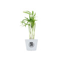 Mini plante personnalisée en pot Palmier 