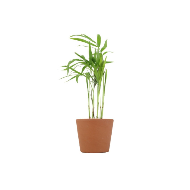 Mini plante personnalisée en pot Palmier 