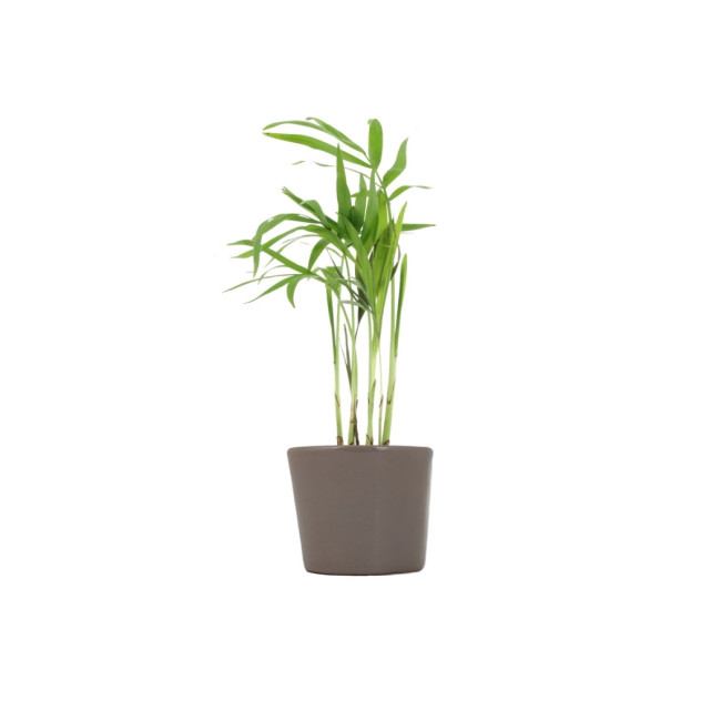 Mini plante personnalisée en pot Palmier 