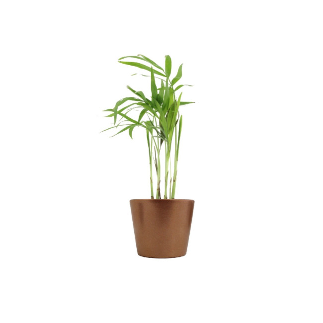 Mini plante personnalisée en pot Palmier 